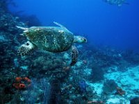 Hawksbill Turtle